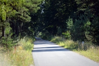 Bicycle path in Curonian spit, Lithuania - 31